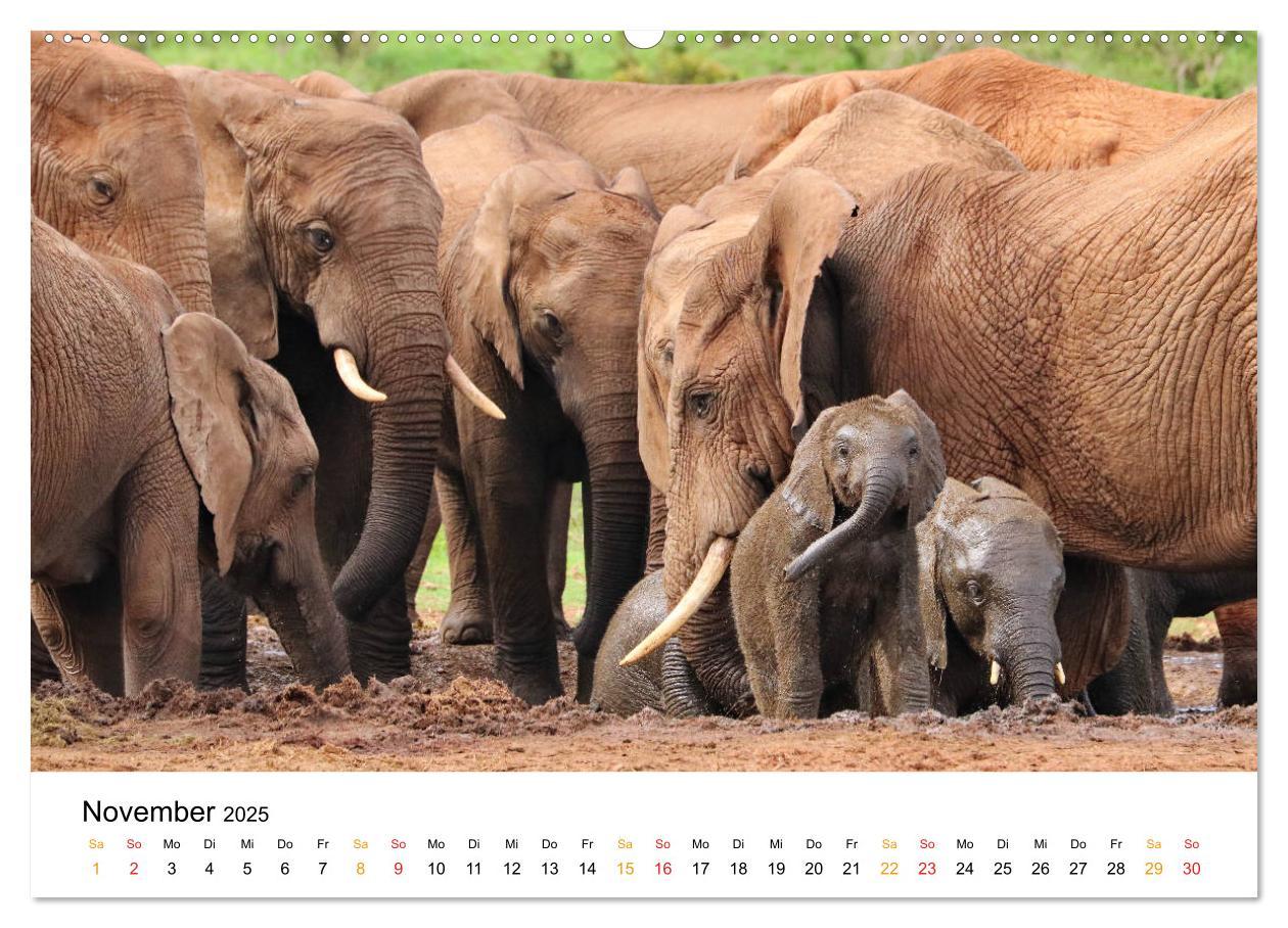 Bild: 9783435228355 | ADDO ELEPHANT NATIONAL PARK Elefanten Babies (Wandkalender 2025 DIN...