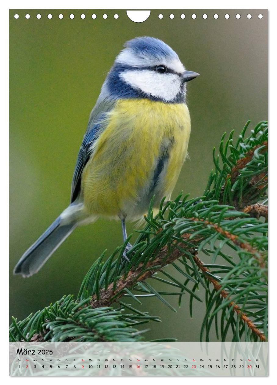 Bild: 9783457043684 | Vögel im heimischen Garten (Wandkalender 2025 DIN A4 hoch),...