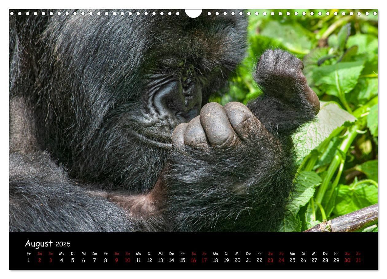 Bild: 9783435119387 | Berggorillas: die bedrohten Riesen (Wandkalender 2025 DIN A3 quer),...