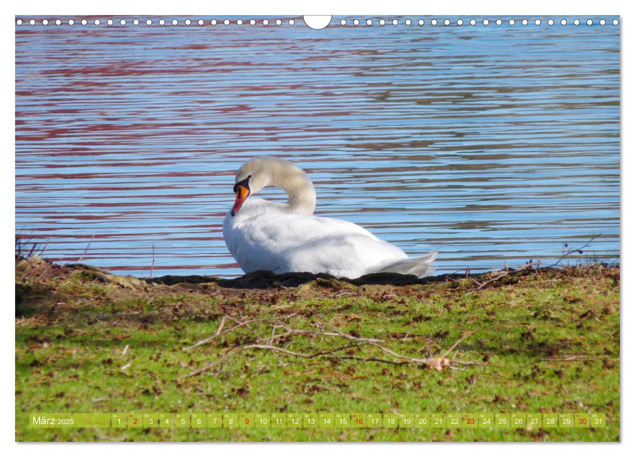 Bild: 9783435176014 | Tierisch gut: Wasservögel (Wandkalender 2025 DIN A3 quer), CALVENDO...