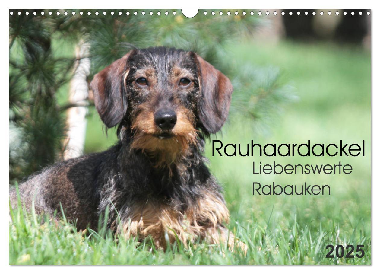 Cover: 9783435787050 | Liebenswerte Rabauken - Rauhaardackel (Wandkalender 2025 DIN A3...