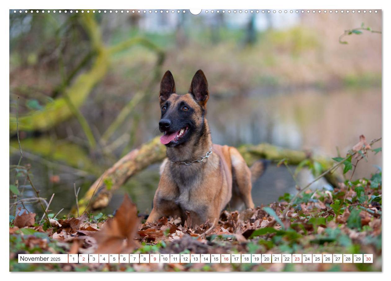 Bild: 9783435144808 | Malinois - belgischer Schäferhund (Wandkalender 2025 DIN A2 quer),...