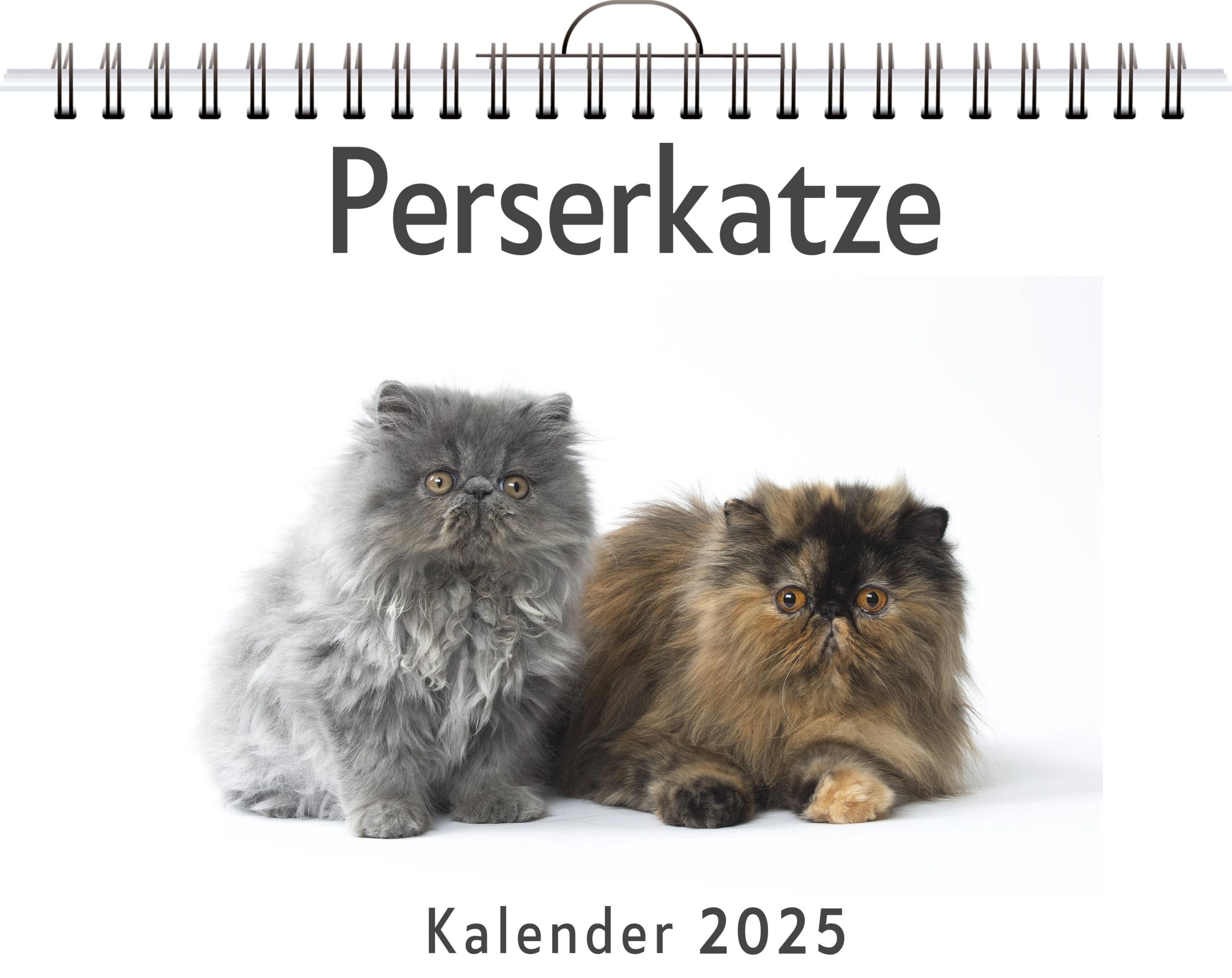 Cover: 9783759120373 | Perserkatze | Lina Maier | Kalender | Kalender | 14 S. | Deutsch