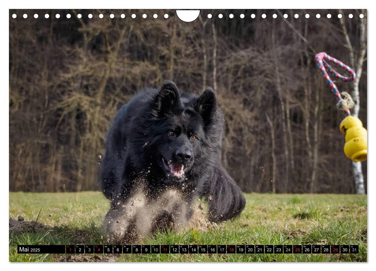 Bild: 9783435573264 | Schwarz ist schön! Der lackschwarze altdeutsche Schäferhund...