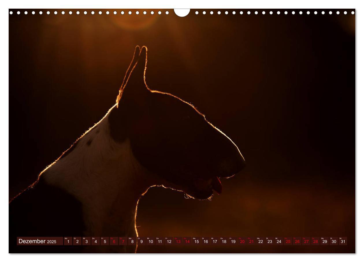 Bild: 9783435405404 | Bullterrier, Powerpakete auf 4 Pfoten (Wandkalender 2025 DIN A3...