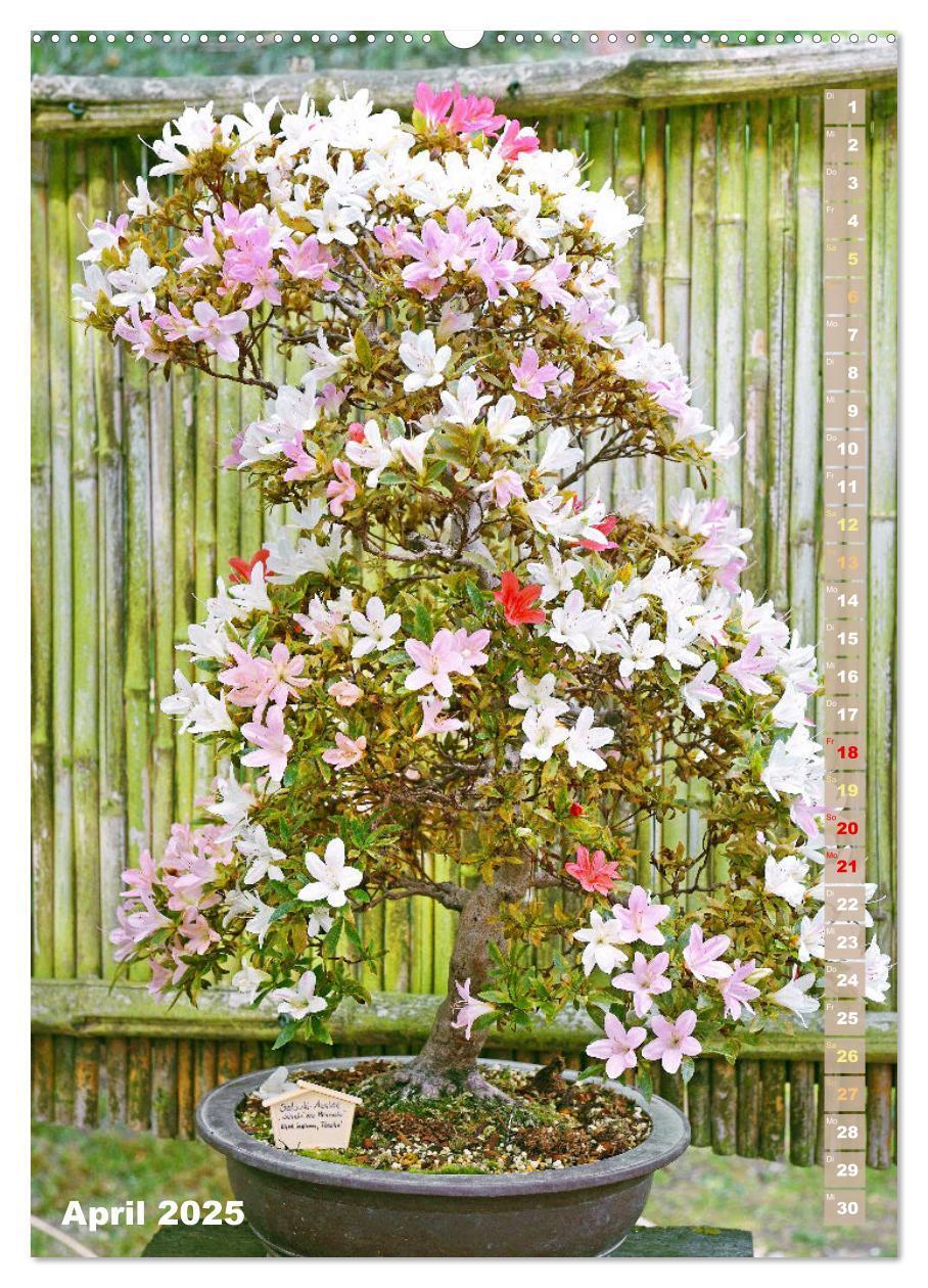 Bild: 9783435851881 | Bonsai: Gartenkunst im Kleinen (Wandkalender 2025 DIN A2 hoch),...