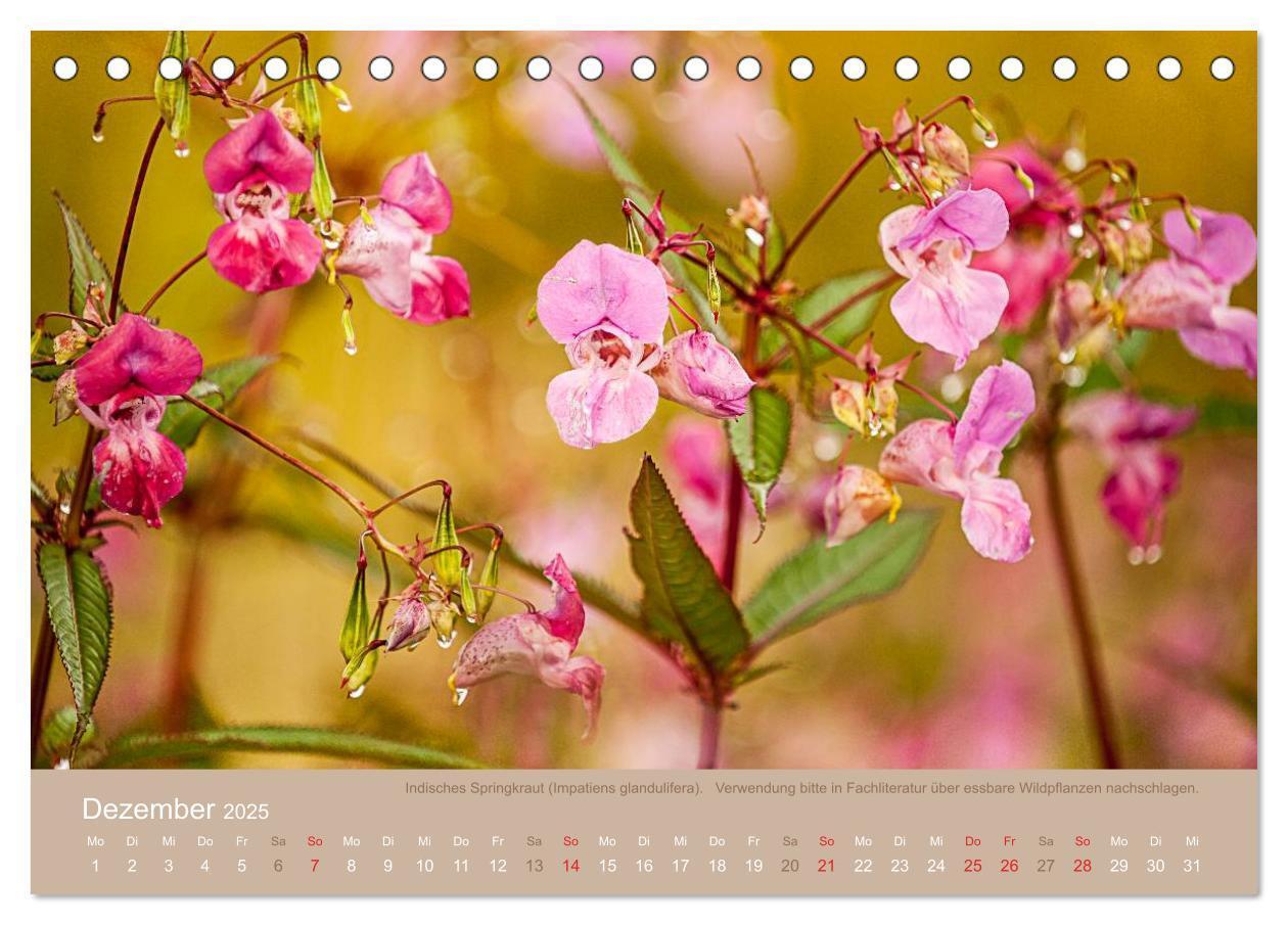 Bild: 9783435661688 | WILD, ESSBAR UND GESUND Essbare Wildpflanzen (Tischkalender 2025...