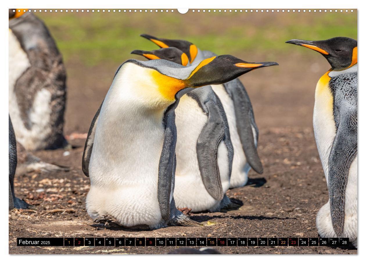 Bild: 9783435077793 | Königspinguine an der Bluff Cove (hochwertiger Premium Wandkalender...