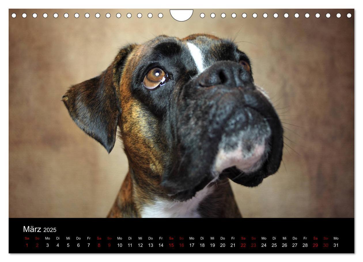 Bild: 9783435436675 | Liebenswerte Boxer (Wandkalender 2025 DIN A4 quer), CALVENDO...