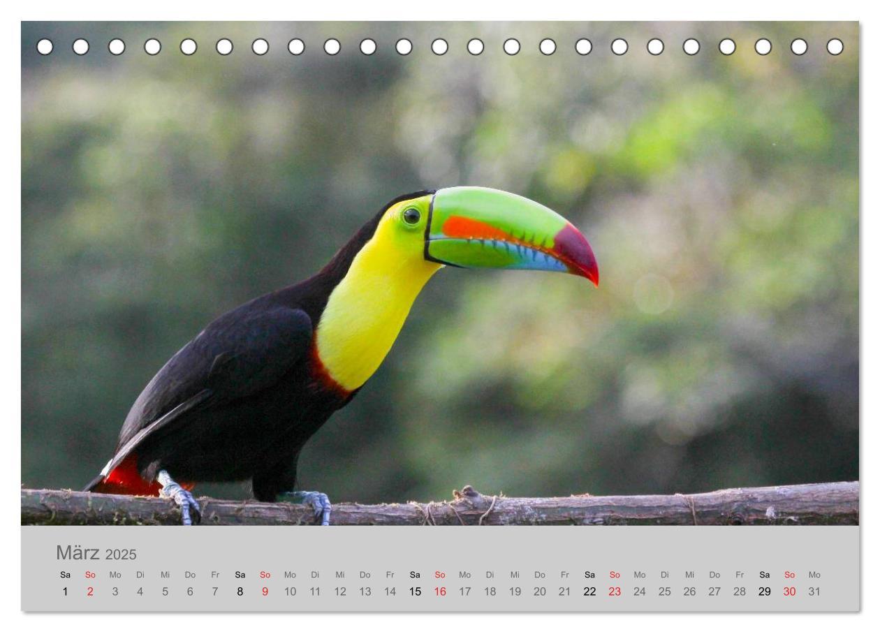 Bild: 9783435618668 | Costa Rica - Exotische Vögel im Regenwald (Tischkalender 2025 DIN...