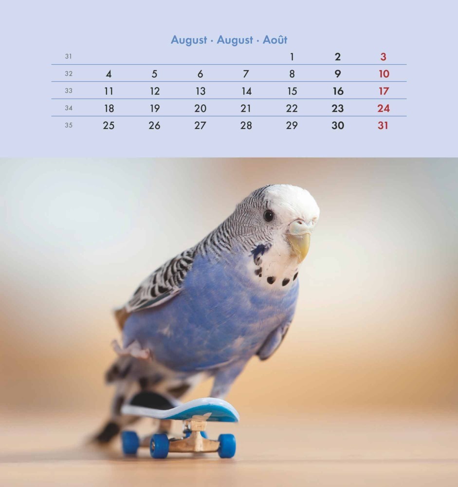 Bild: 4251732342319 | Wellensittiche 2025 - Postkartenkalender 16x17 cm - Budgies - zum...