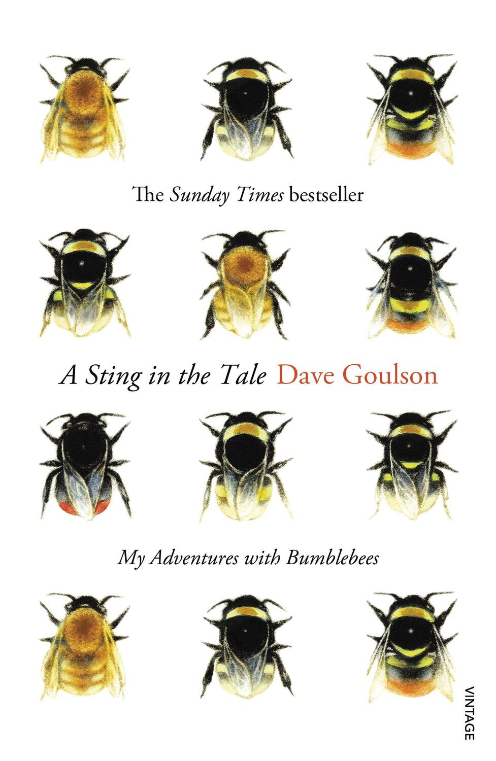 Cover: 9780099575122 | A Sting in the Tale | My Adventures with Bumblebees | Dave Goulson