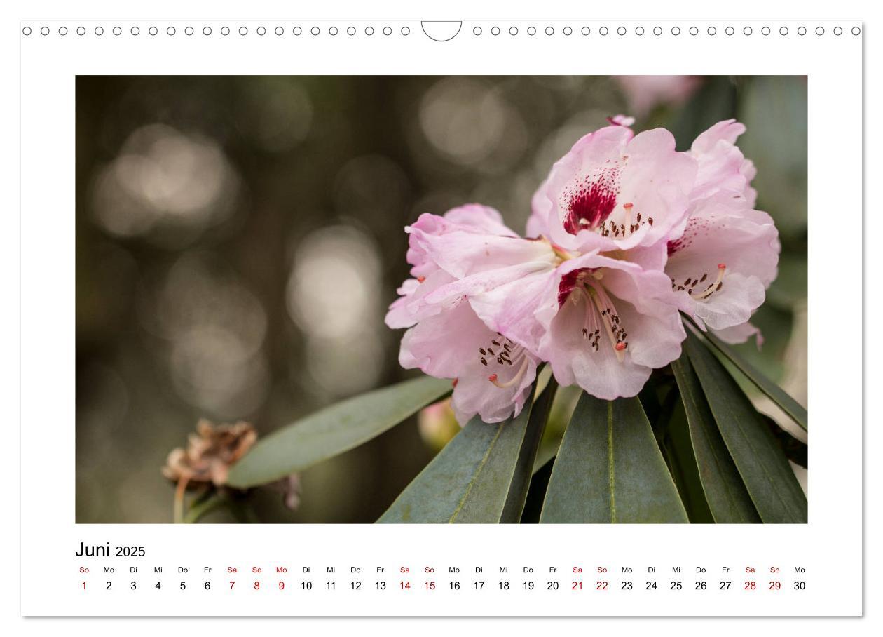 Bild: 9783435251568 | Rosa Blütentraum (Wandkalender 2025 DIN A3 quer), CALVENDO...