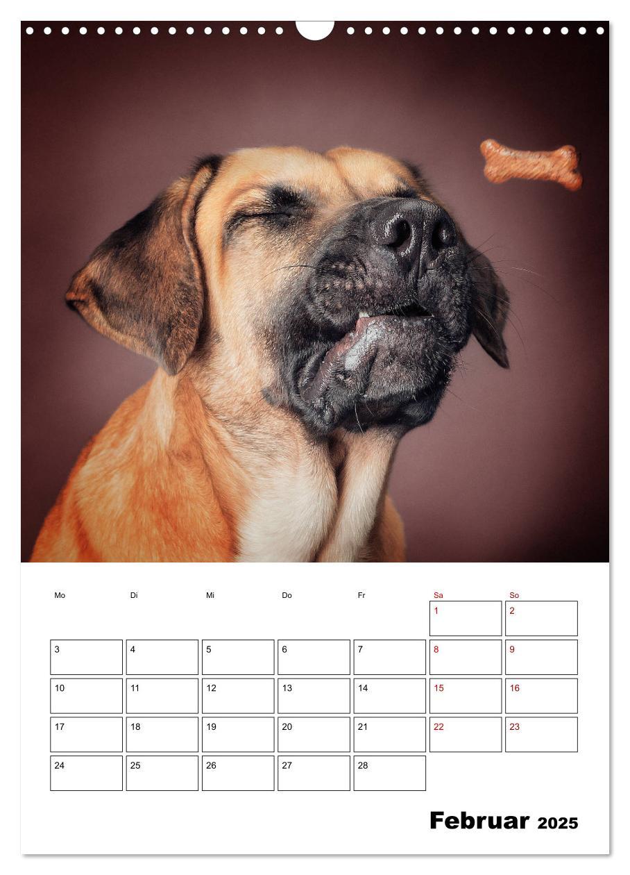 Bild: 9783435981458 | Fang das Leckerli (Wandkalender 2025 DIN A3 hoch), CALVENDO...