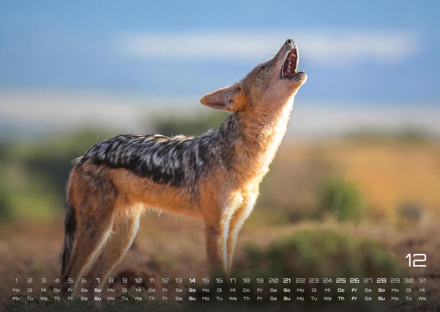 Bild: 9783986734374 | Afrikas Tierwelt - Der Tierkalender - 2025 - Kalender DIN A2 | 15 S.