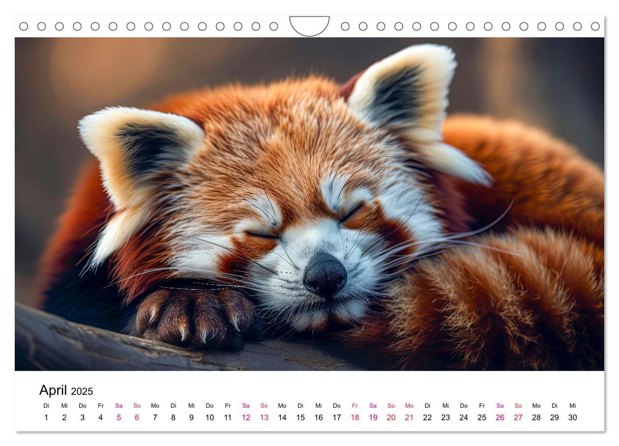 Bild: 9783457137178 | Der Rote Panda (Wandkalender 2025 DIN A4 quer), CALVENDO...