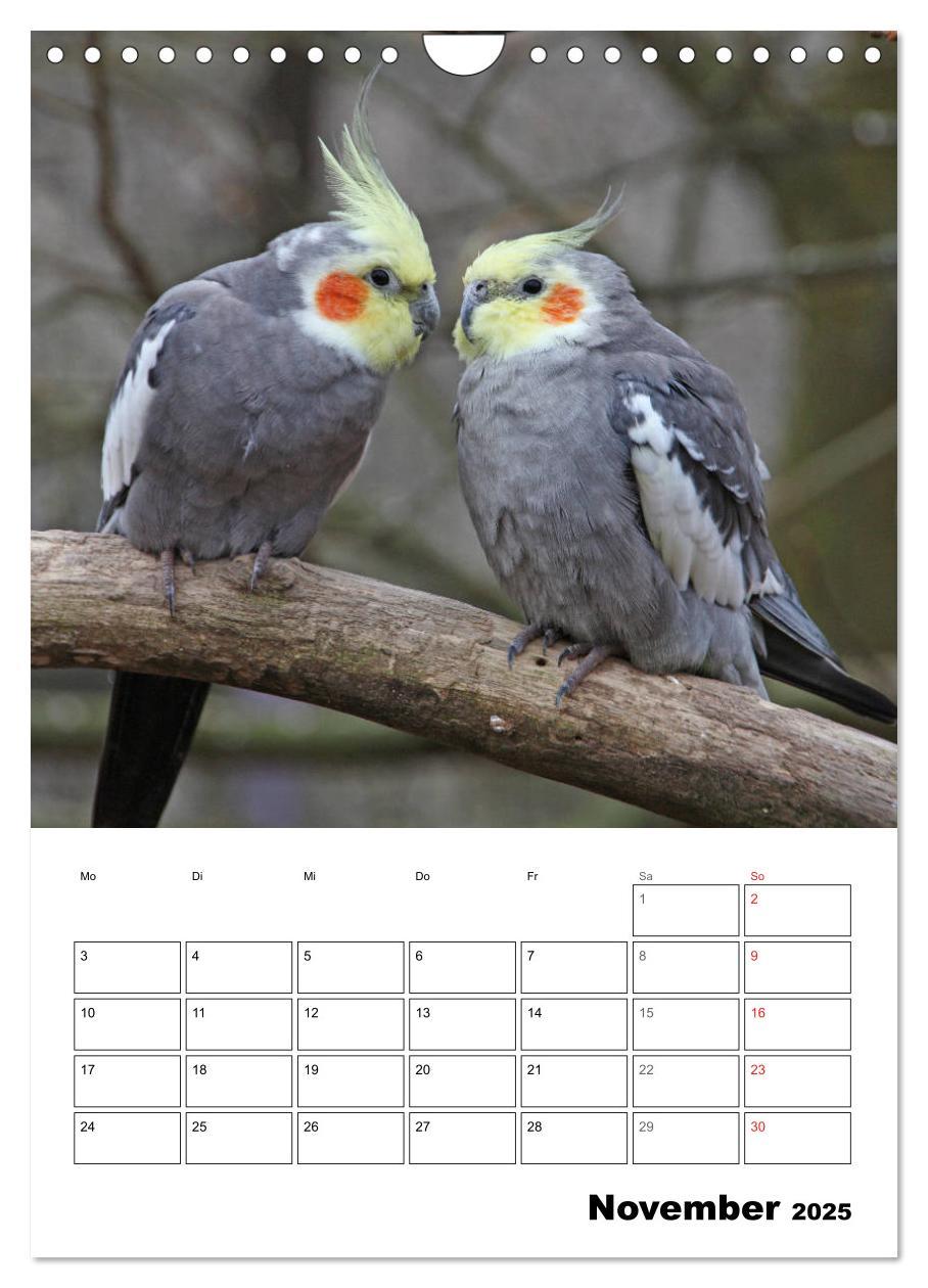 Bild: 9783435985418 | Papageien - Graupapagei, Rosella und Co. (Wandkalender 2025 DIN A4...