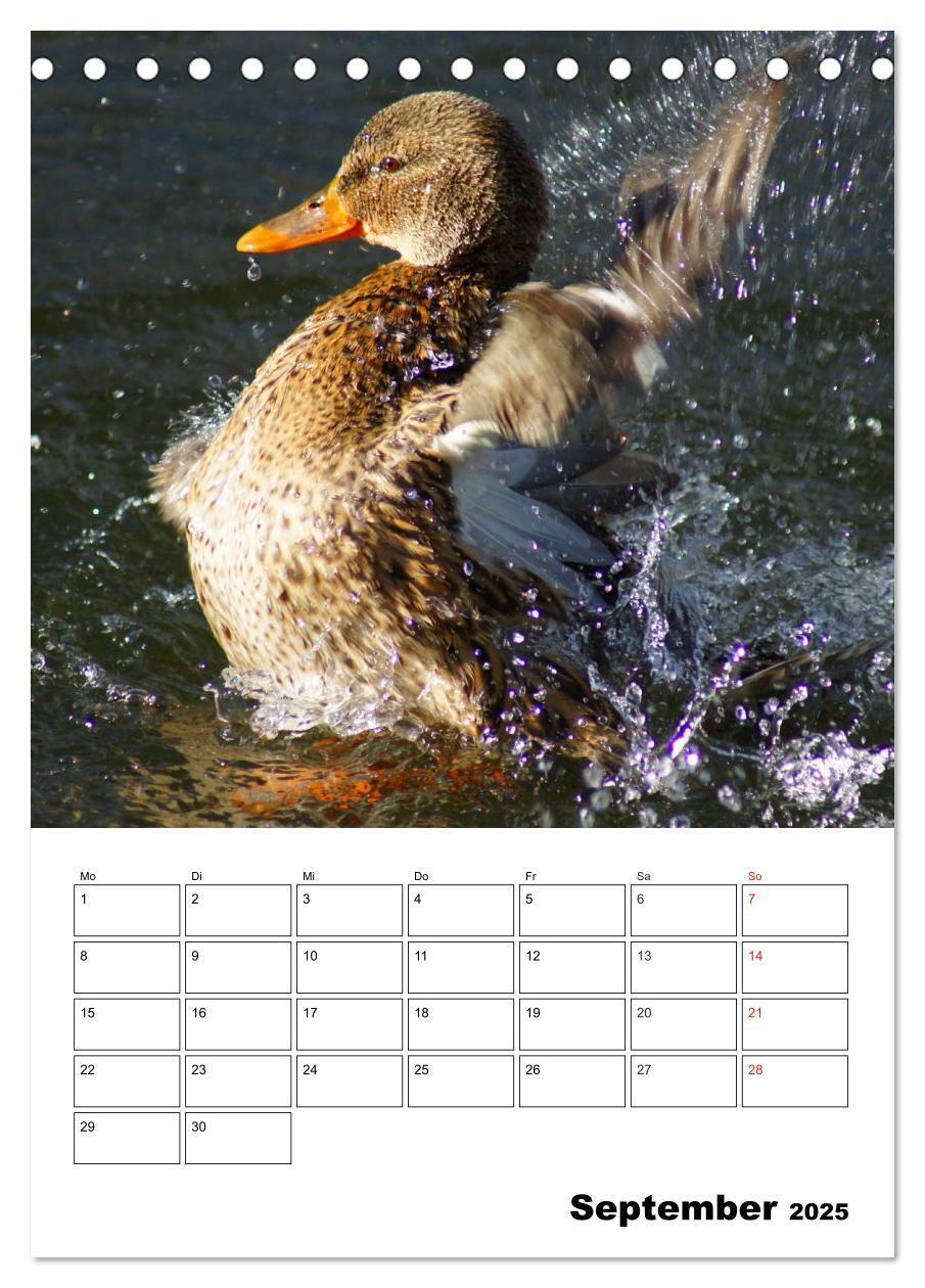 Bild: 9783457000076 | Liebenswerte Enten (Tischkalender 2025 DIN A5 hoch), CALVENDO...