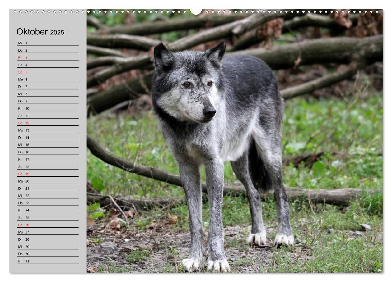 Bild: 9783435471409 | Im Rudel Zuhause - Der Wolf (hochwertiger Premium Wandkalender 2025...