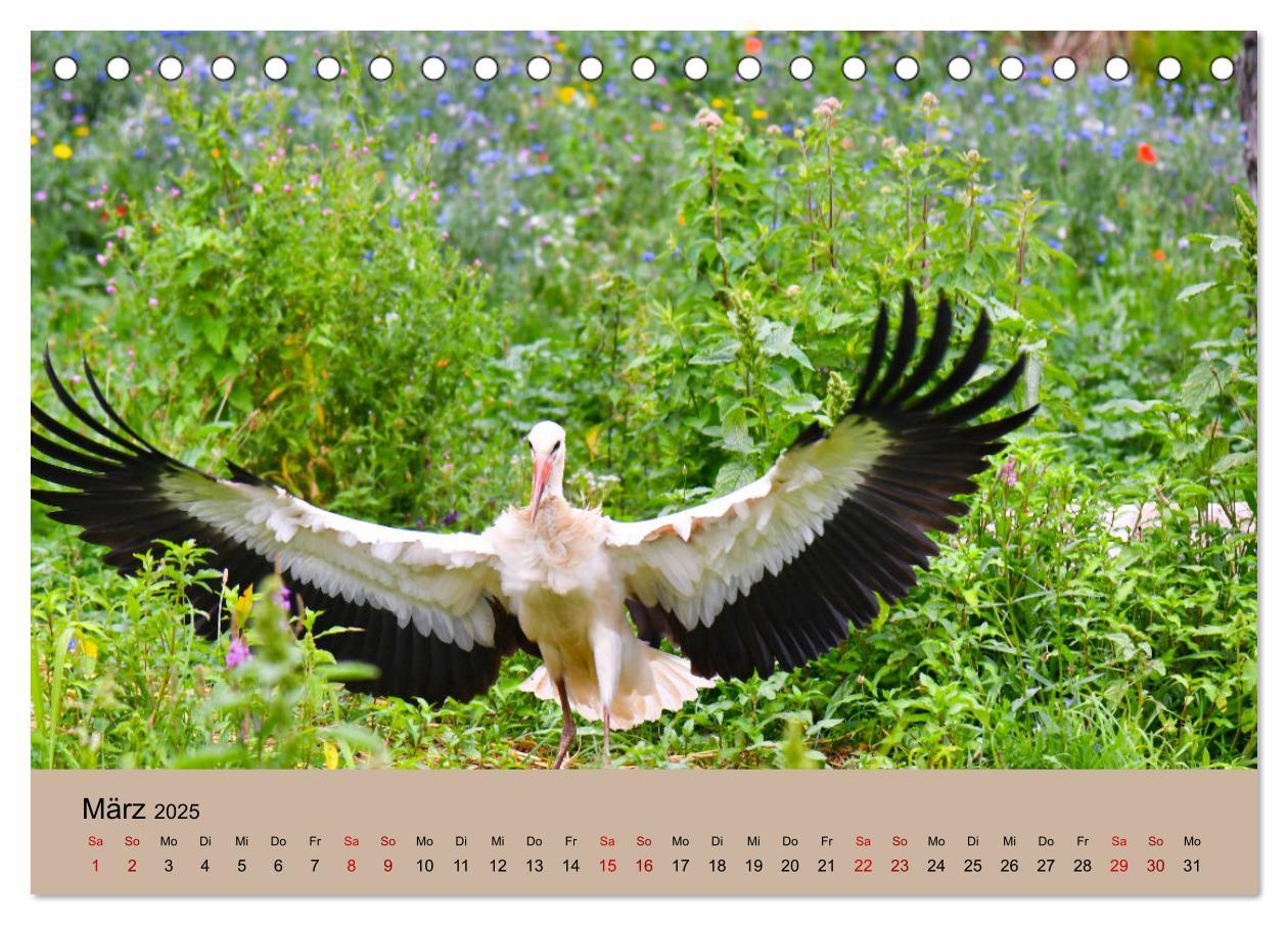 Bild: 9783435019038 | Der Storchenkalender (Tischkalender 2025 DIN A5 quer), CALVENDO...