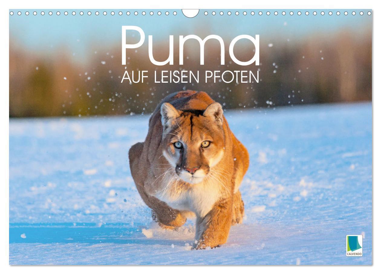 Cover: 9783383778087 | Puma: Auf leisen Pfoten (Wandkalender 2025 DIN A3 quer), CALVENDO...