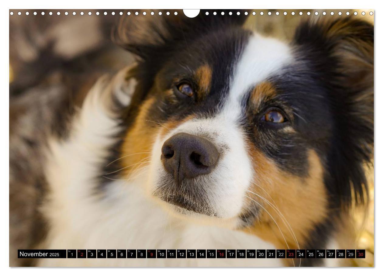 Bild: 9783435553129 | Australian Shepherd - Lebensfreude auf vier Pfoten (Wandkalender...