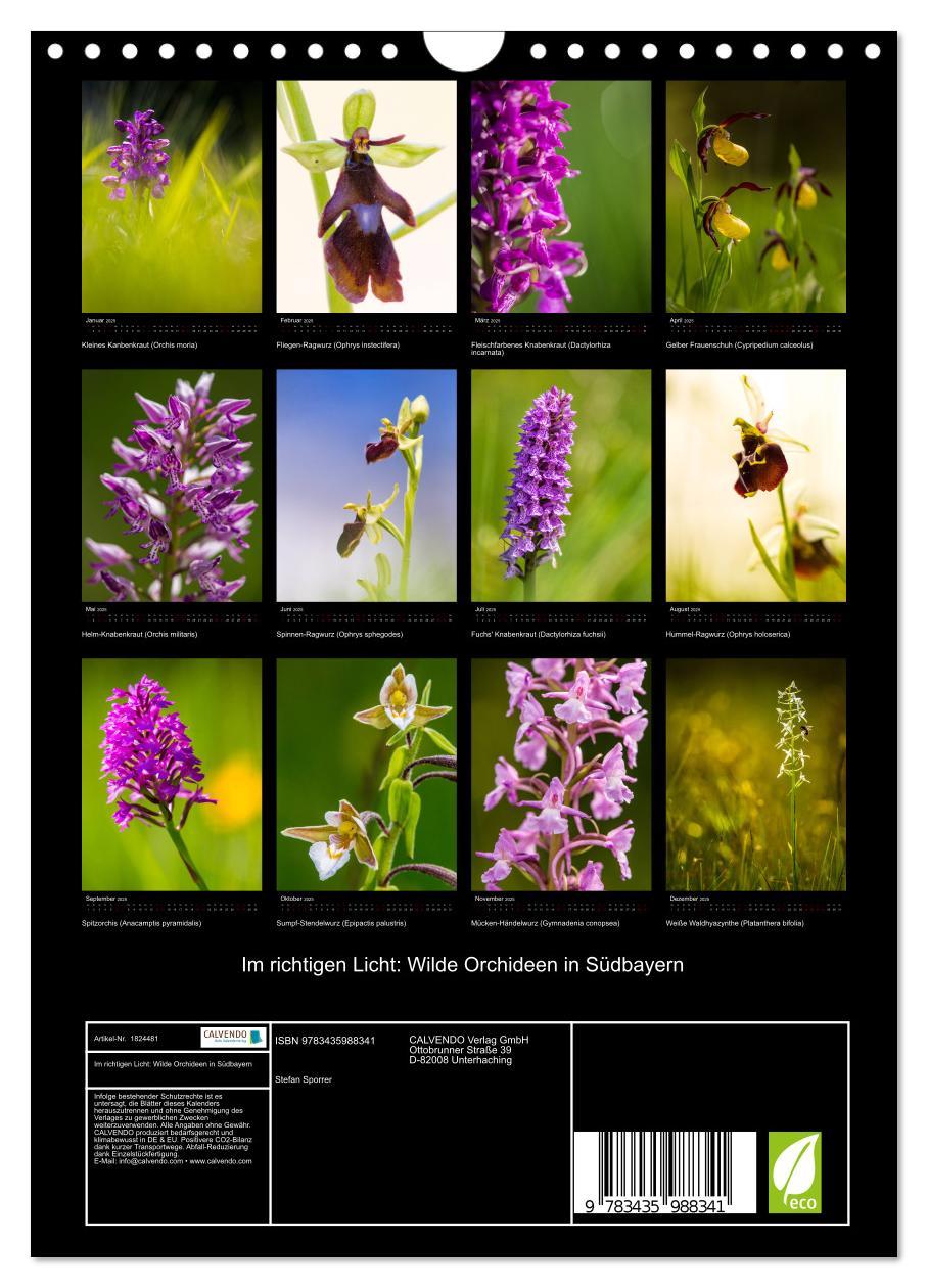 Bild: 9783435988341 | Im richtigen Licht: Wilde Orchideen in Südbayern (Wandkalender 2025...