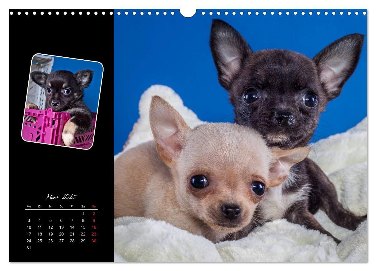 Bild: 9783435835294 | Chihuahua Welpen und Freunde (Wandkalender 2025 DIN A3 quer),...