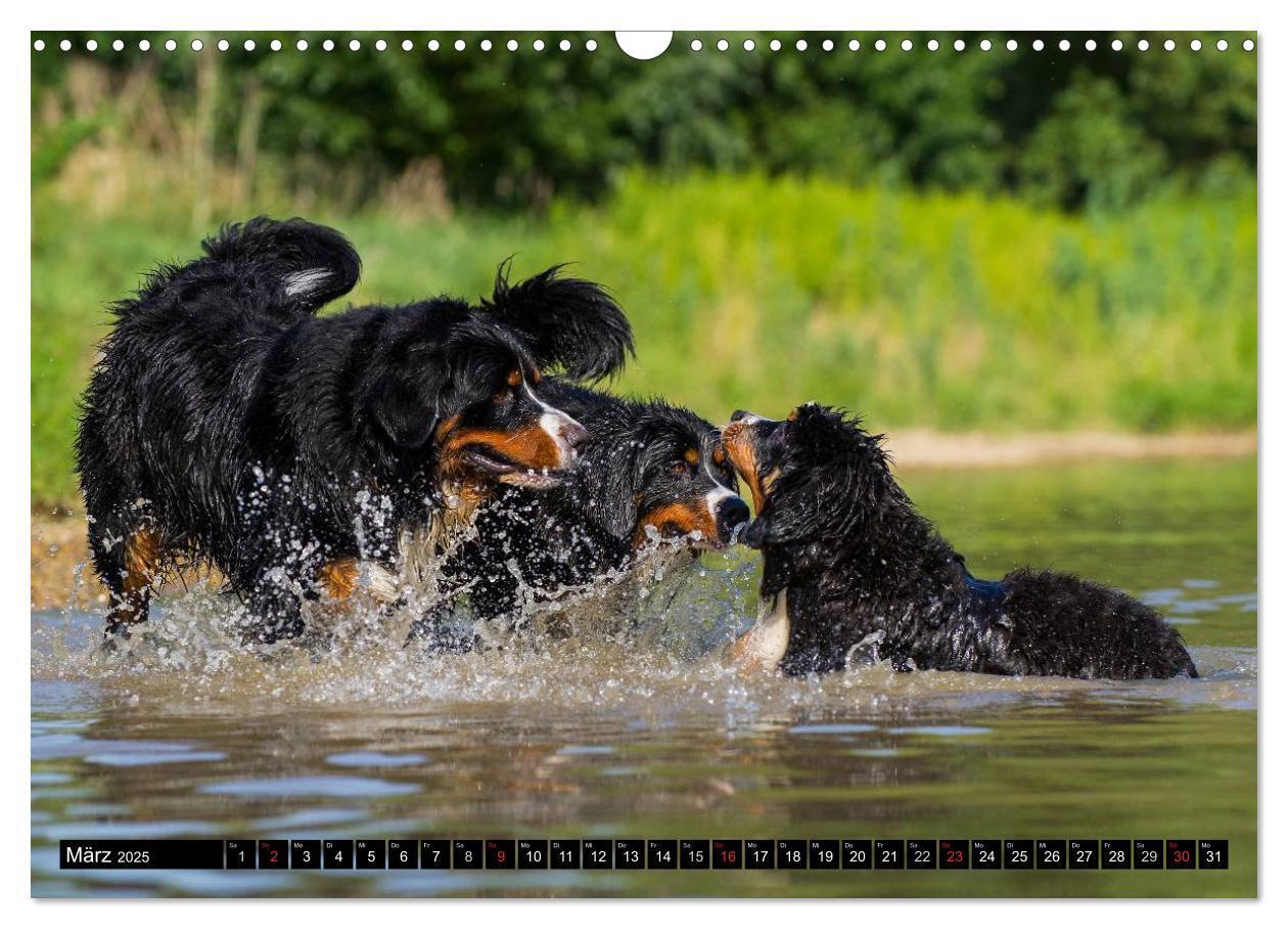 Bild: 9783435578689 | Berner Sennenhunde in Action (Wandkalender 2025 DIN A3 quer),...