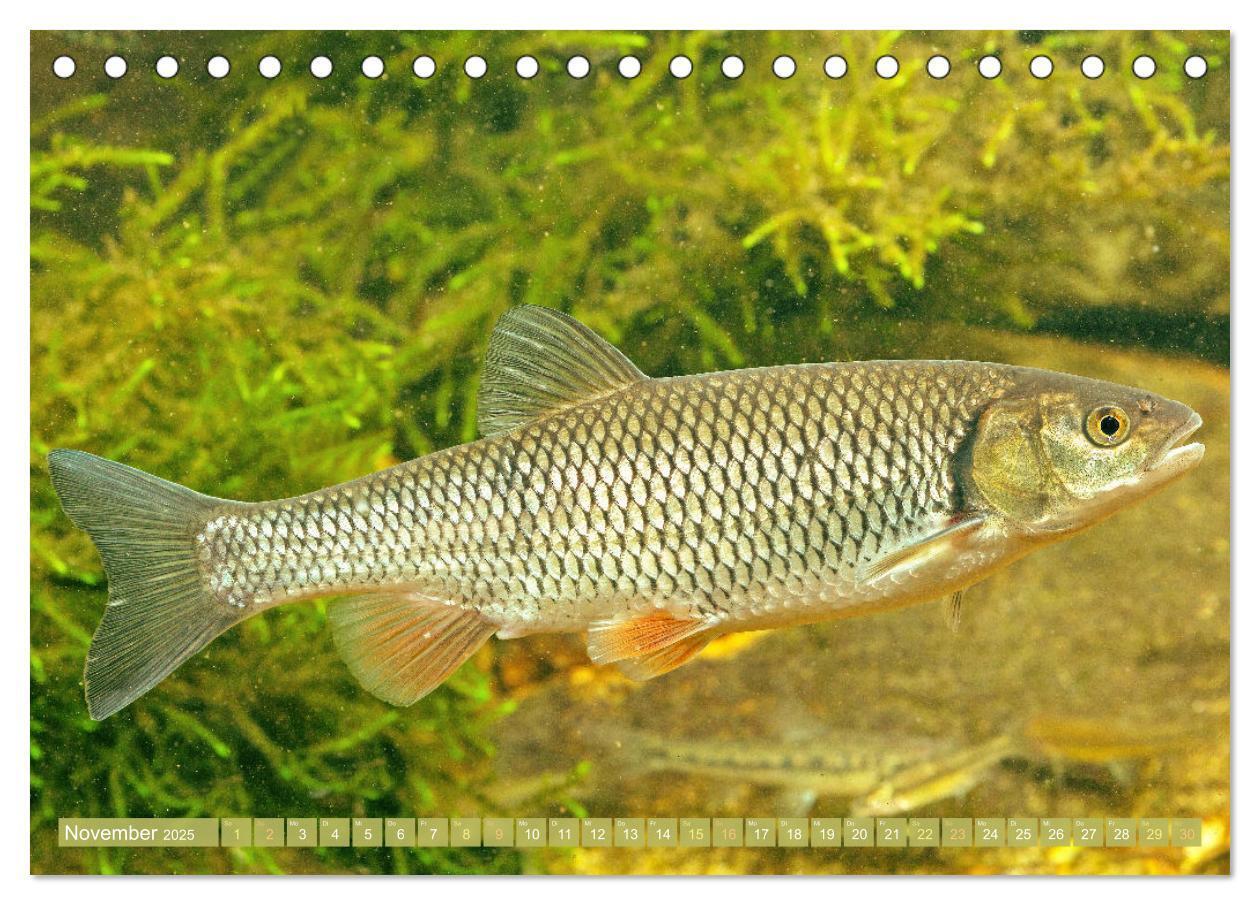 Bild: 9783383890444 | Fische in Teichen und Flüssen (Tischkalender 2025 DIN A5 quer),...