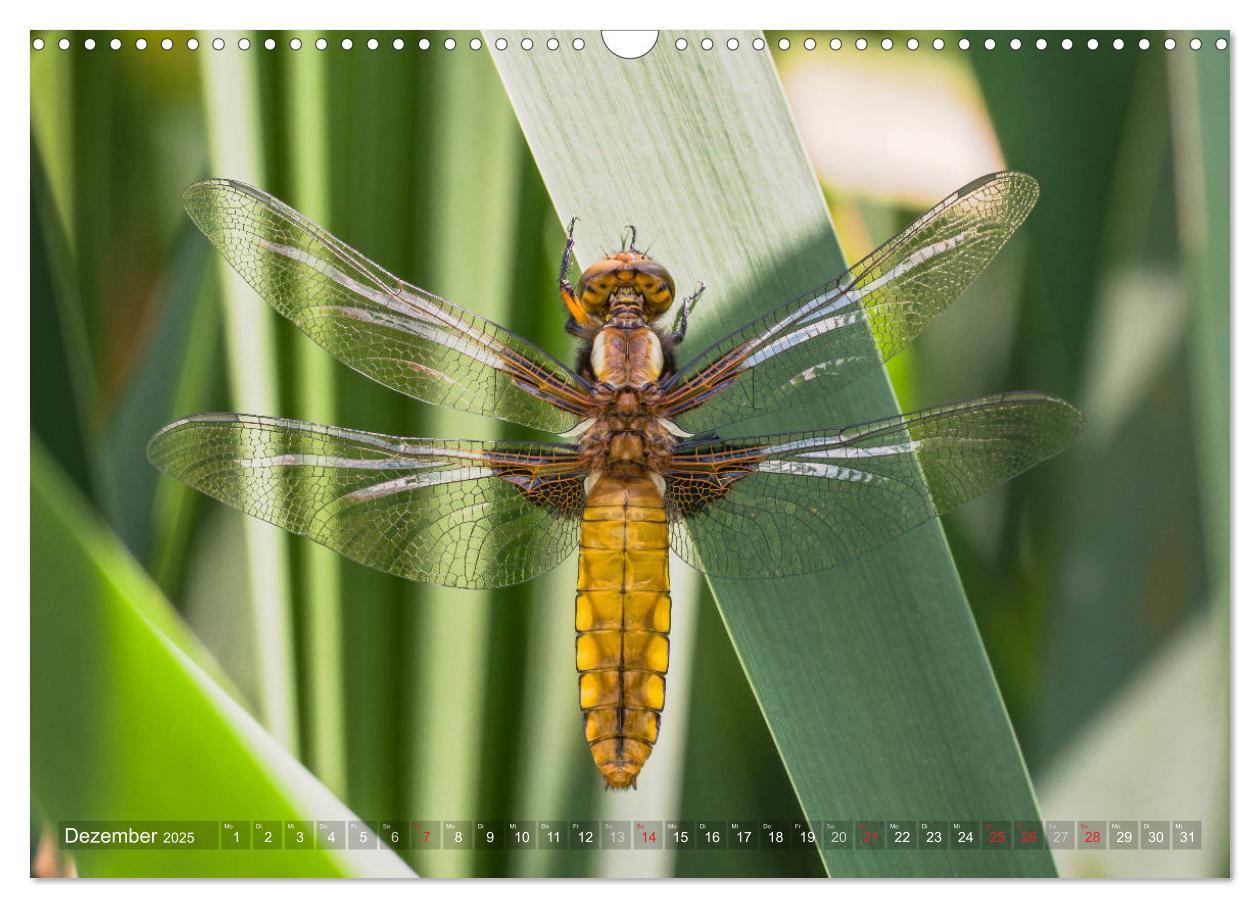 Bild: 9783435717552 | Libellen - Fliegende Edelsteine (Wandkalender 2025 DIN A3 quer),...