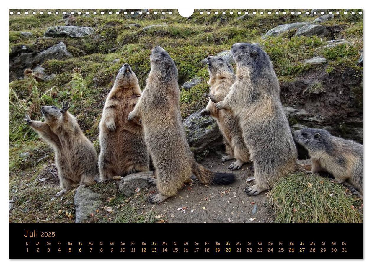 Bild: 9783435669356 | Wildlife - Verspielte Murmeltiere (Wandkalender 2025 DIN A3 quer),...