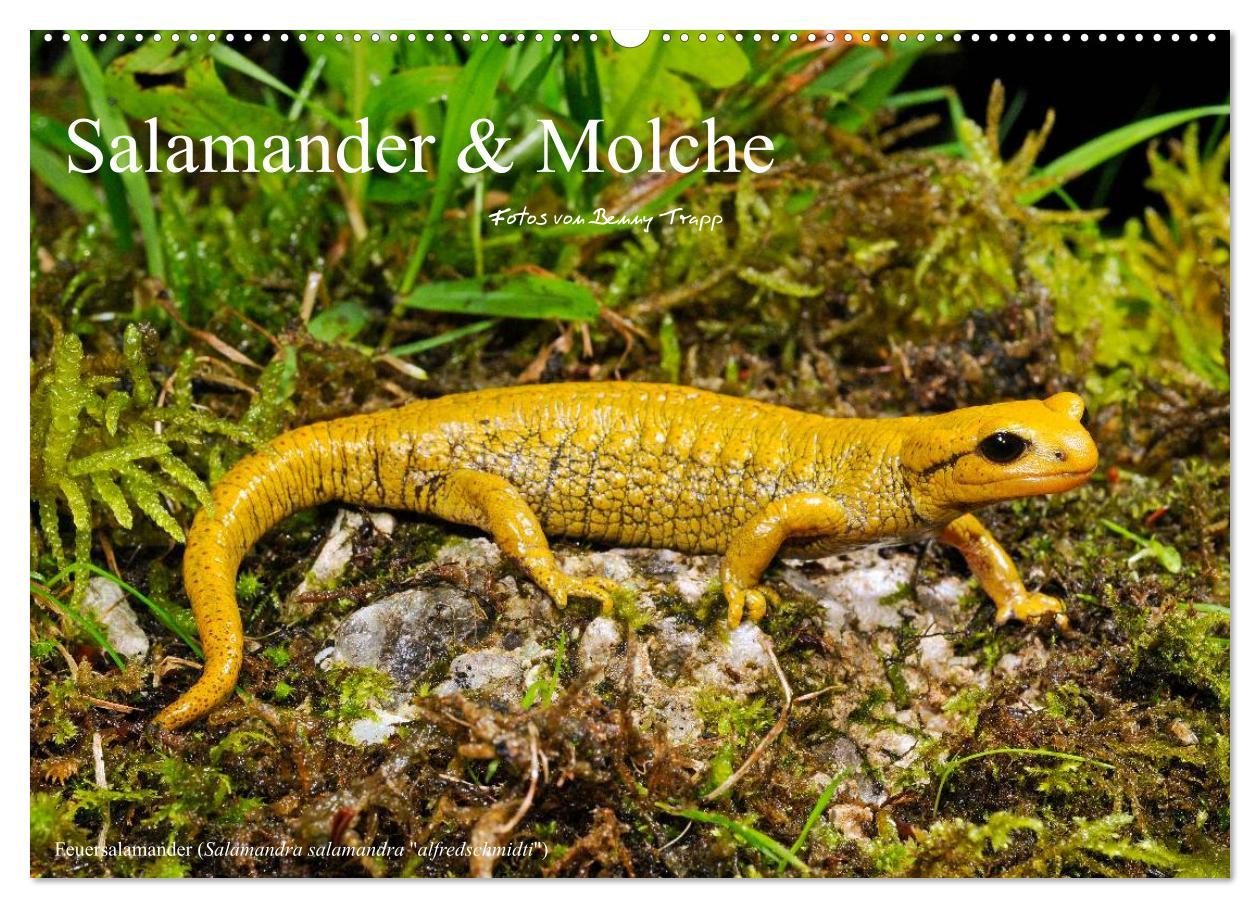 Cover: 9783435771837 | Salamander und Molche (Wandkalender 2025 DIN A2 quer), CALVENDO...