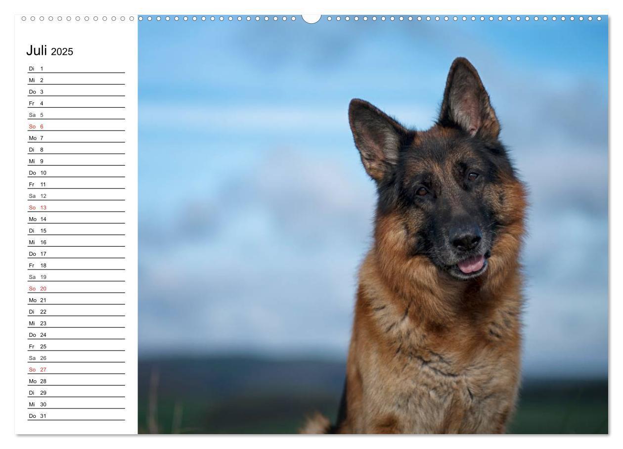 Bild: 9783435473465 | Deutsche Schäferhunde - Liebenswerte Graunasen (Wandkalender 2025...