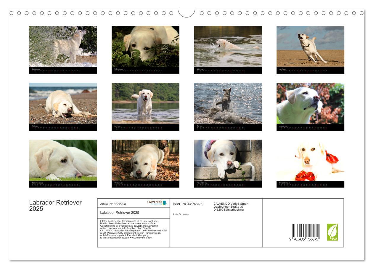 Bild: 9783435756575 | Labrador Retriever 2025 (Wandkalender 2025 DIN A3 quer), CALVENDO...