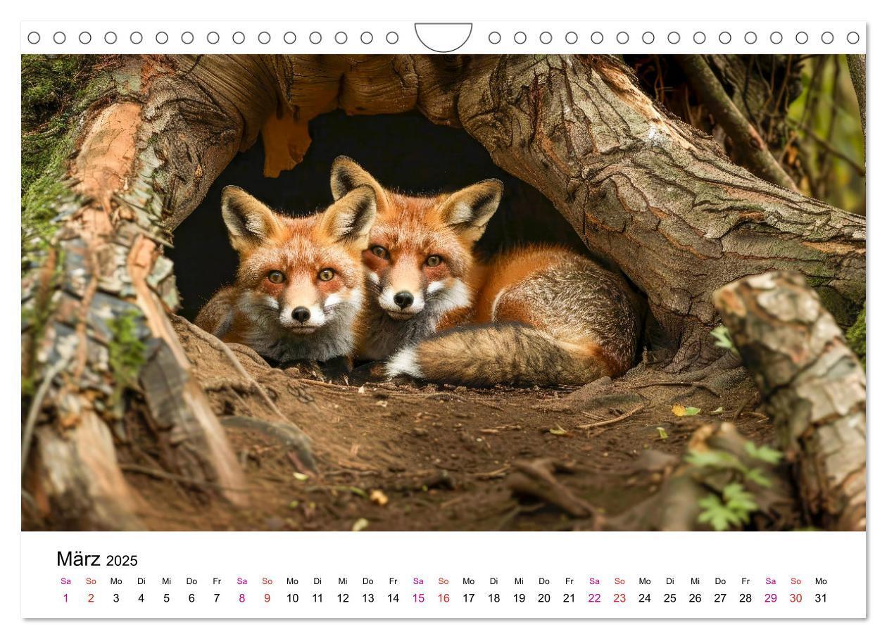 Bild: 9783383815126 | Fuchs - schöne Momente (Wandkalender 2025 DIN A4 quer), CALVENDO...