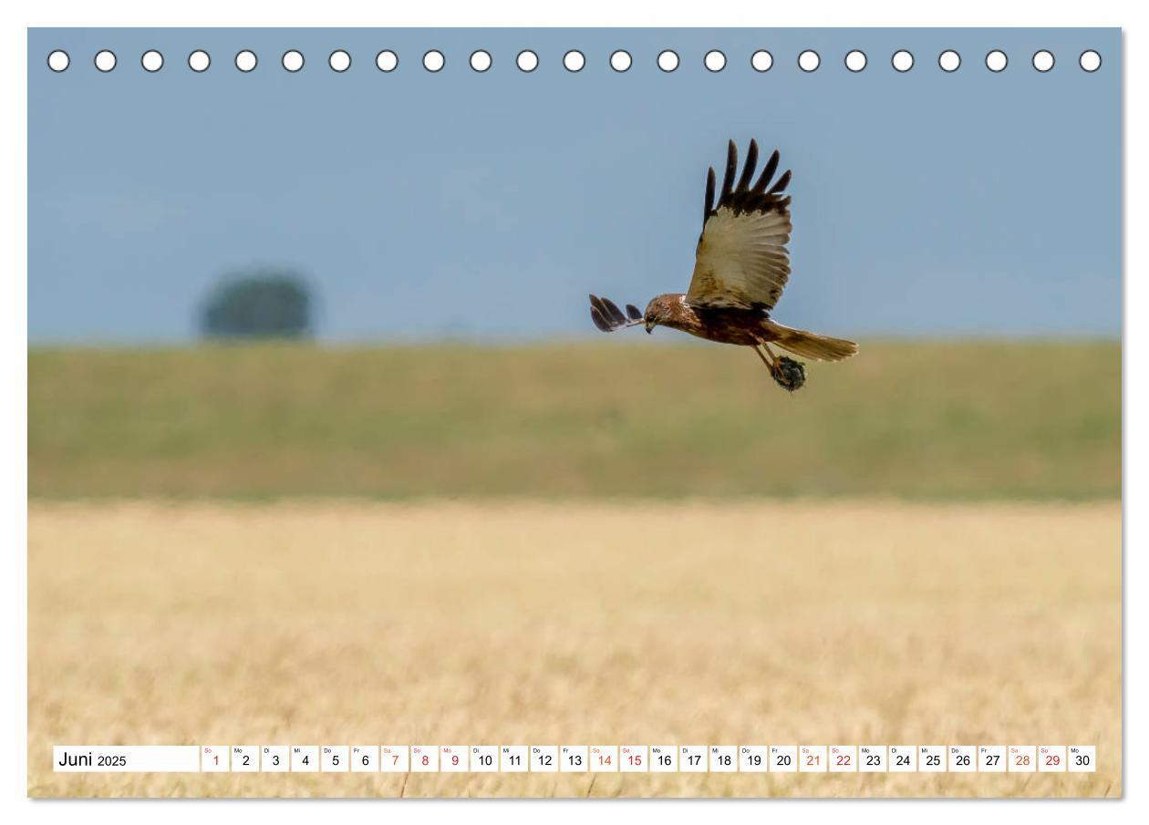 Bild: 9783435110582 | Heimische GREIFVÖGEL Adler Milan Bussard Weihe Sperber...