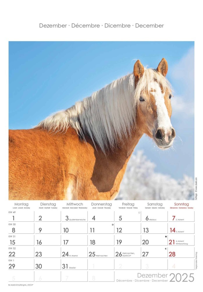 Bild: 4251732341022 | Alpha Edition - Pferde 2025 Wandkalender, 23,7x34cm, Bildkalender...