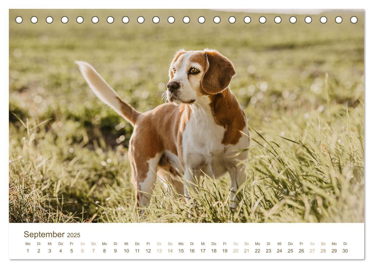 Bild: 9783435016112 | Beagle - Unser treuer Begleiter (Tischkalender 2025 DIN A5 quer),...