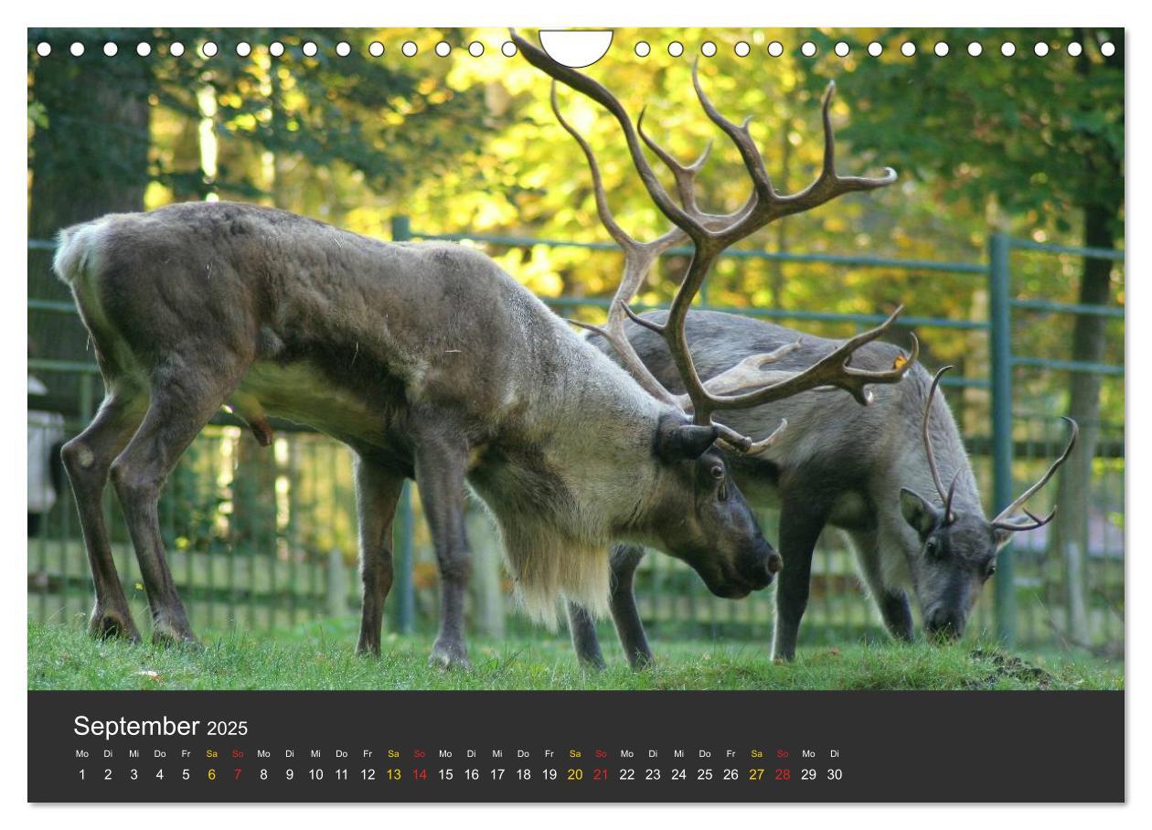 Bild: 9783435778942 | Tierpark-Gera (Wandkalender 2025 DIN A4 quer), CALVENDO Monatskalender