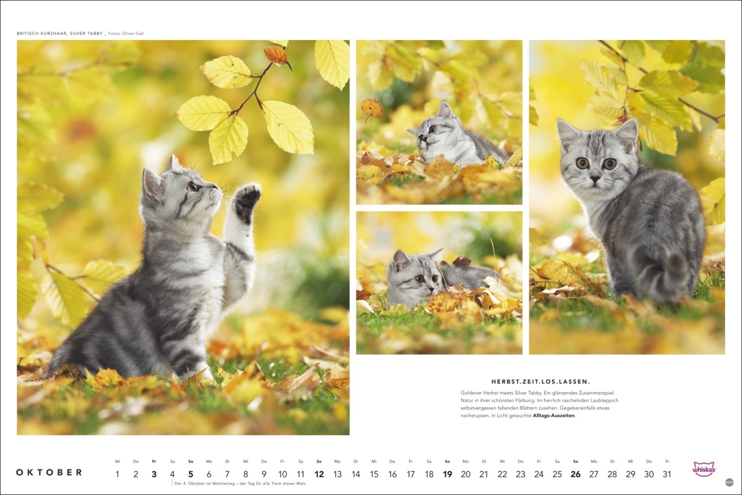 Bild: 9783756404971 | Whiskas Katzenkalender 2025 | Kalender | Spiralbindung | 14 S. | 2025