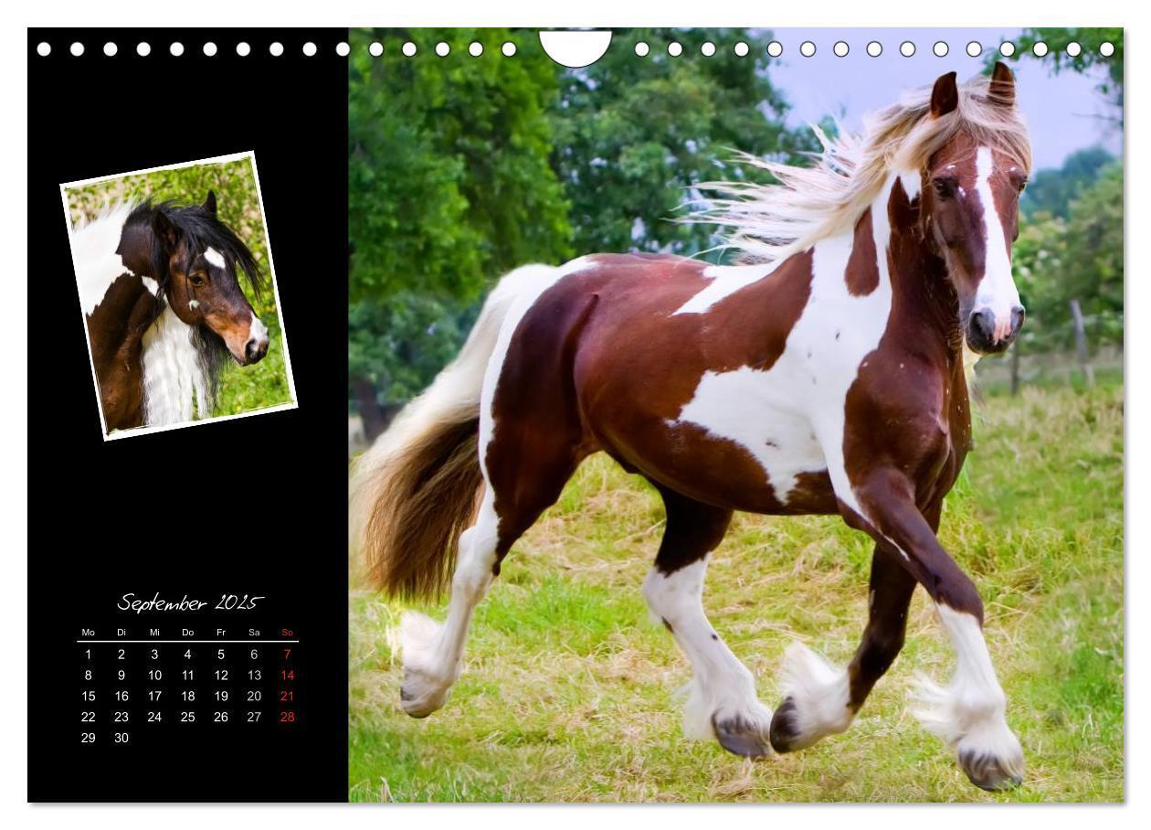 Bild: 9783435748112 | Irish Tinker (Wandkalender 2025 DIN A4 quer), CALVENDO Monatskalender