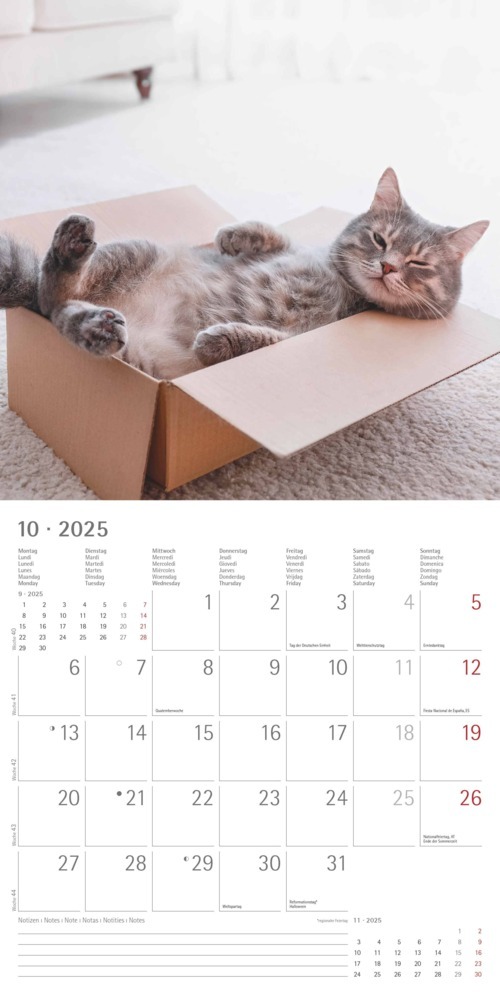 Bild: 4251732340827 | Alpha Edition - Funny Cats 2025 Broschürenkalender, 30x30cm,...