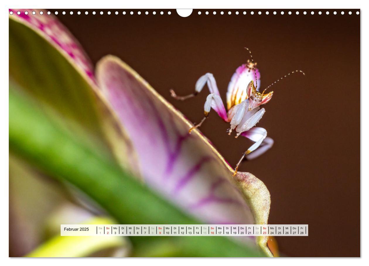 Bild: 9783457149959 | Die Orchideen Gottesanbeterin (Wandkalender 2025 DIN A3 quer),...