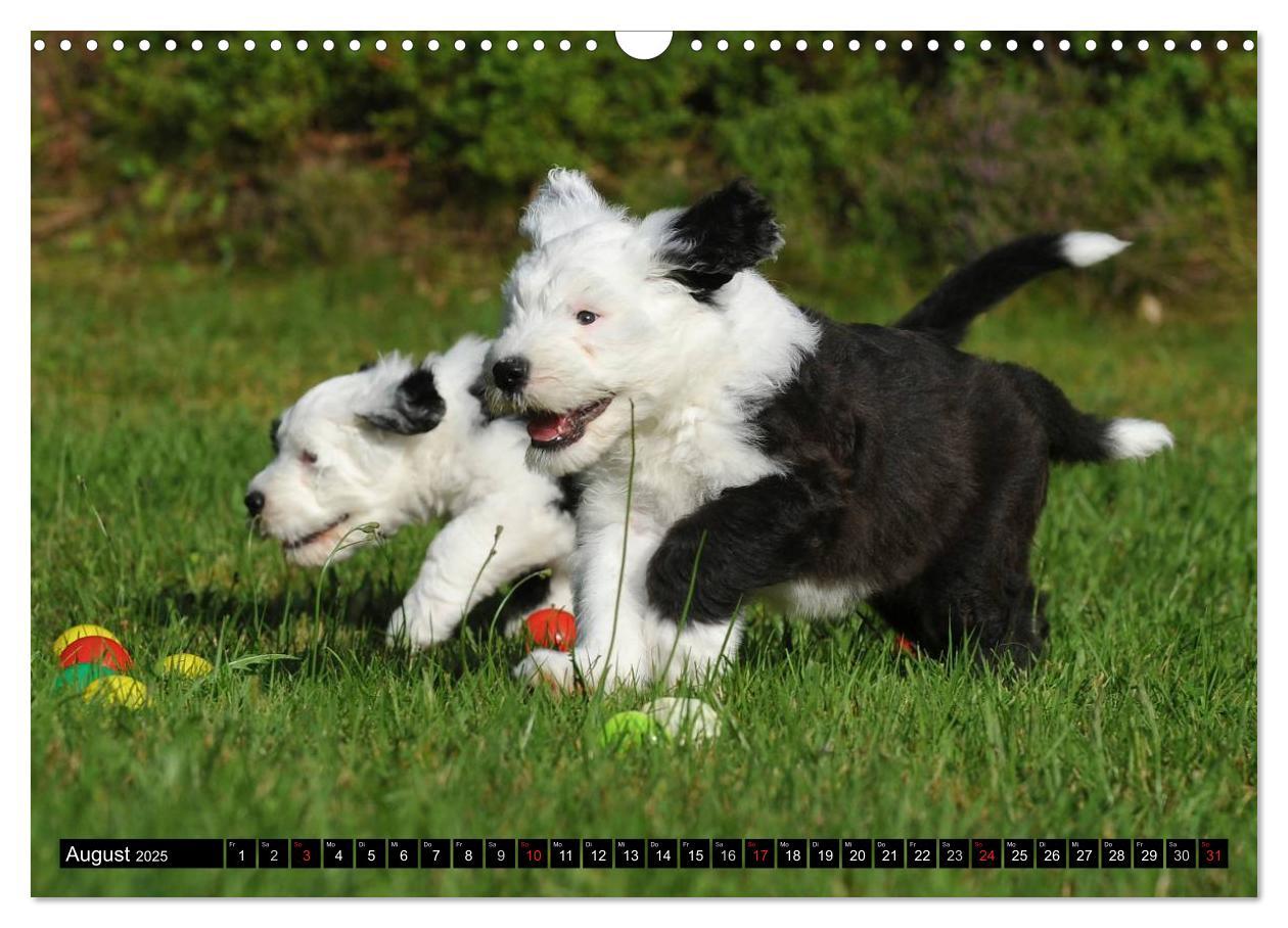 Bild: 9783435571680 | Traumhund Bobtail (Wandkalender 2025 DIN A3 quer), CALVENDO...