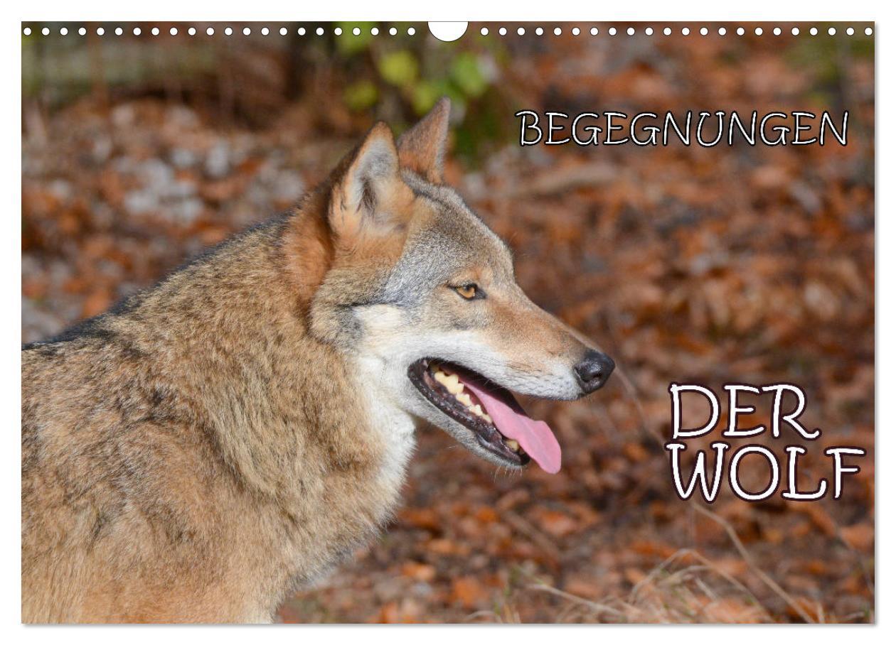 Cover: 9783435393398 | Begegnungen DER WOLF (Wandkalender 2025 DIN A3 quer), CALVENDO...