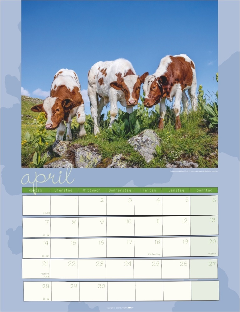 Bild: 9783839900734 | Kuh Kalender 2025 | Marie-Luce Hubert (u. a.) | Kalender | 14 S.