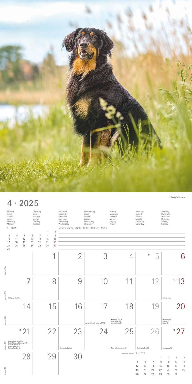 Bild: 4251732340650 | Hunde 2025 - Broschürenkalender 30x30 cm (30x60 geöffnet) -...