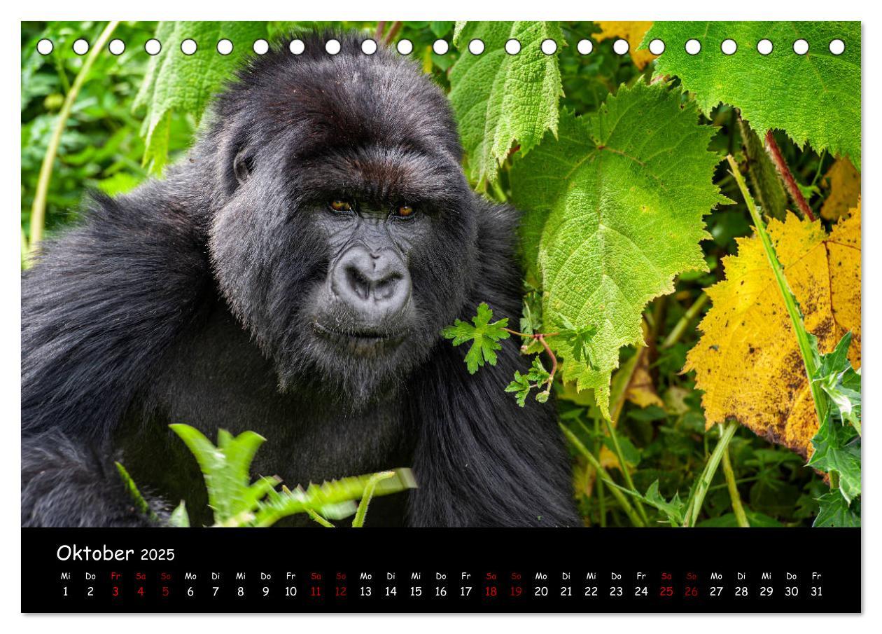 Bild: 9783435118700 | Berggorillas: die bedrohten Riesen (Tischkalender 2025 DIN A5...