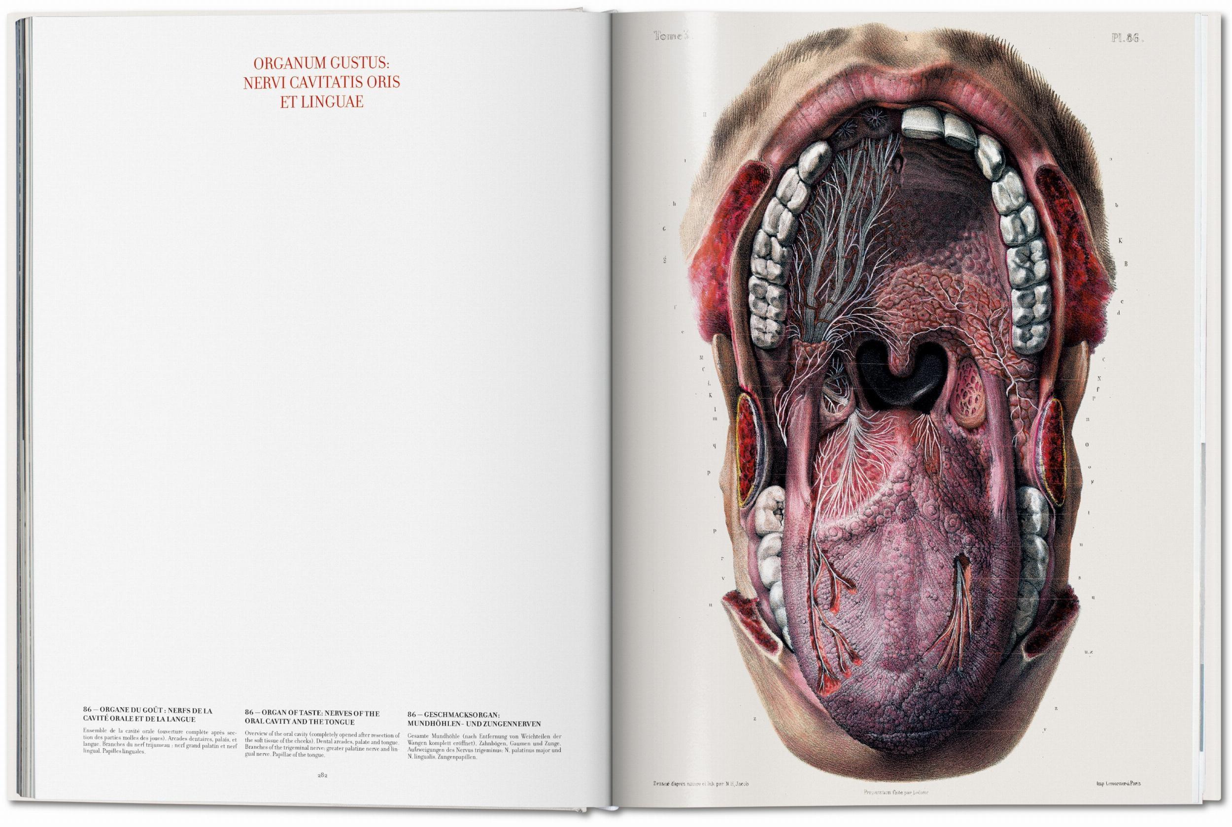 Bild: 9783836568982 | Bourgery. Atlas of Human Anatomy and Surgery | Minor (u. a.) | Buch